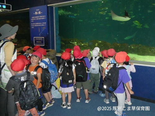 ウシバナトビエイを眺めている子どもたちの様子