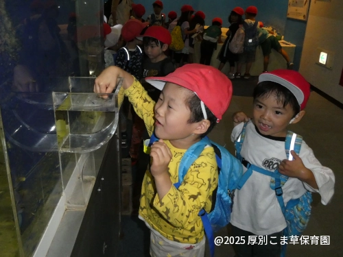 ドクターフィッシュ(ガラ・ルファ)の水槽に手を入れる子どもの様子