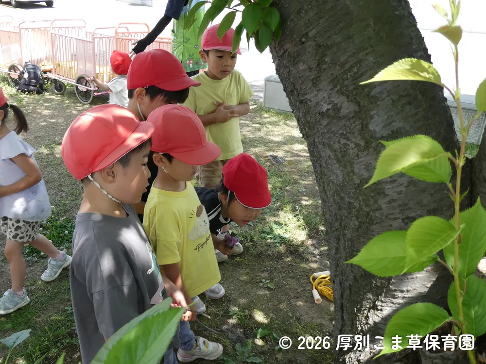 木から染み出ている樹液を観察している子どもたちの様子