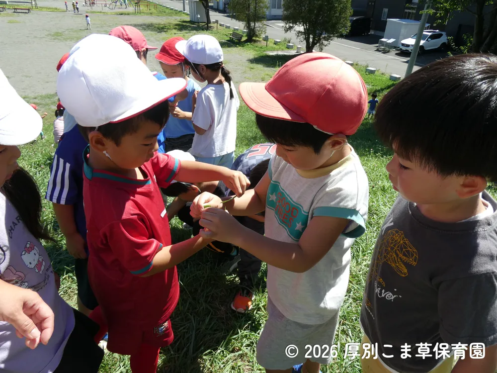 草相撲をして遊んでいる子どもたちの様子